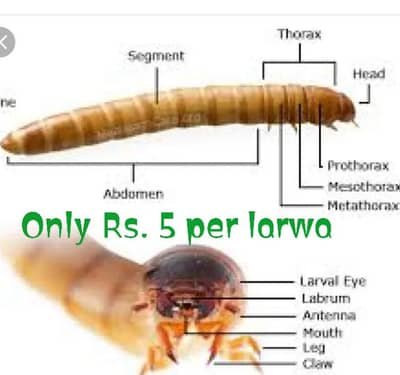 Free mealwarms forming course