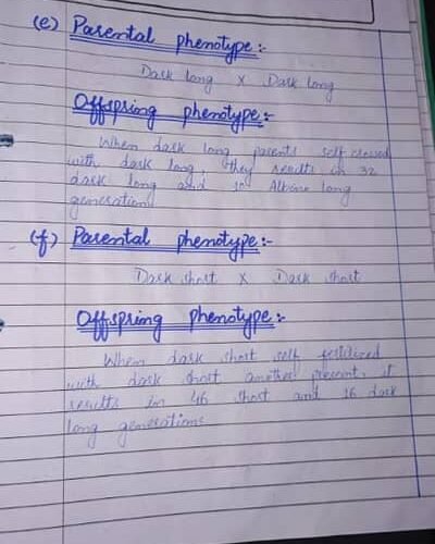 handwriting assignment work