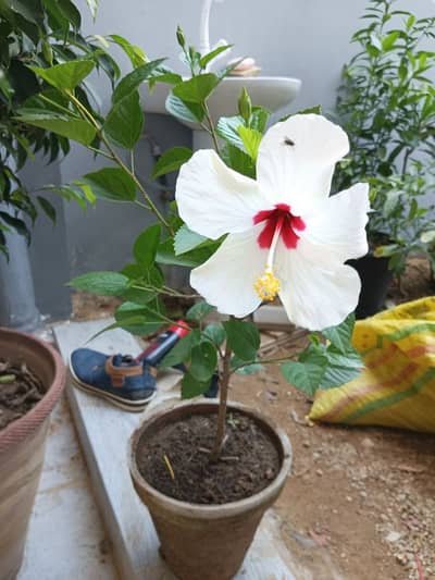 Need Cook, Maid house keeping