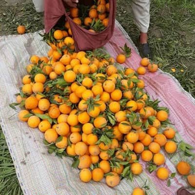 Khanpur Red Blood Orange