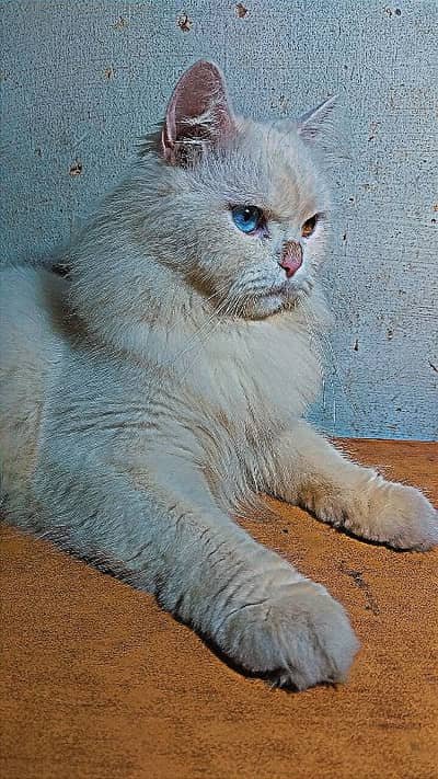 (NOT FOR SALE)Male Cat only available for (stud)mating service. – Other Services