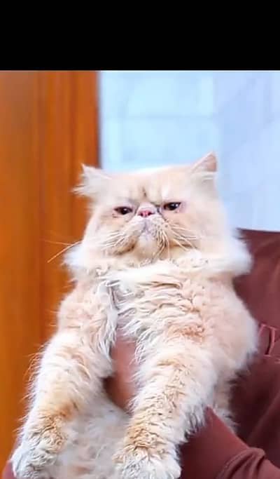Pure Piki-Faced Persian Male Cat Available for Stud Service price 4000 – Other Services