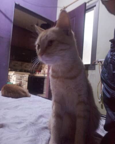 free ma cat male or female